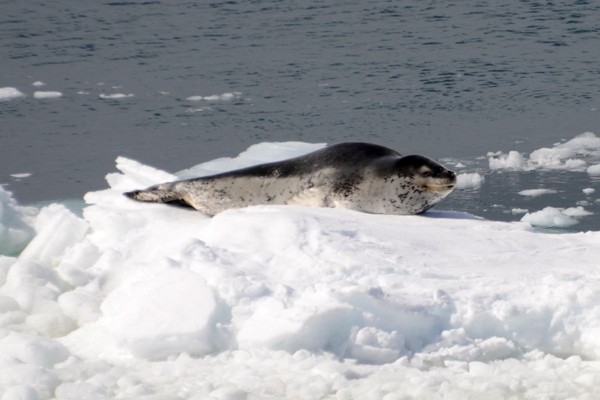 04B A Seal Lies On A Small Piece of Ice Near Aitcho Barrientos Island In South Shetland Islands From Quark Expeditions Antarctica Cruise Ship